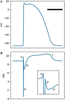 Theoretical Modeling and Experimental Detection of the Extracellular Phasic Impedance Modulation in Rabbit Hearts